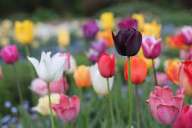 tulip | Description, Flower, Cultivation, & Facts | Britannica