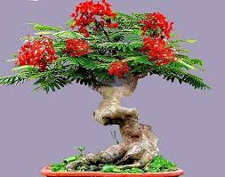 Amazon.com : Bonsai Flamboyant Flame Tree Seeds to Grow | 20 Seeds | Delonix  regia, Prized Flowering Tropical Bonsai Tree Seeds : Patio, Lawn & Garden
