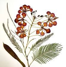delonix regia | pressed flowers by margaret woermann | Plantae, Ideias de  tatuagens, Tatoo